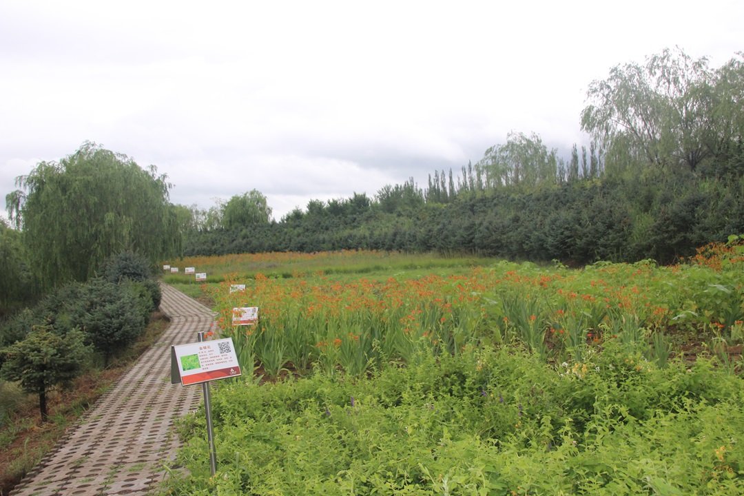 大唐药业草原植物药研究基地.JPG